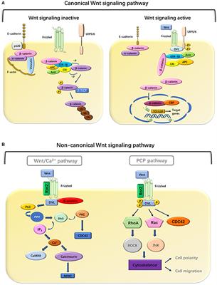 Roles of the Wnt Signaling Pathway in Head and Neck Squamous Cell Carcinoma